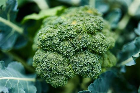 10,000 lb. . Broccoli yield per acre